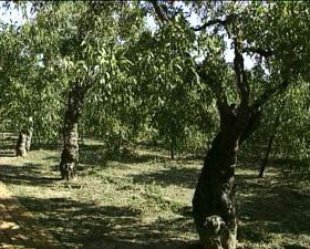 最古老的冬棗樹