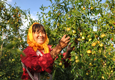 河北黃驊 金秋時節冬棗飄香