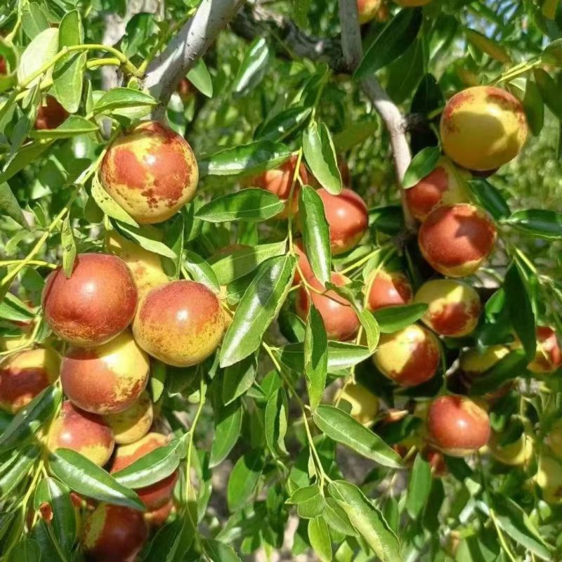 河北黃驊冬棗 雨前珍品，質優價美，批發首選